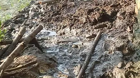টাঙ্গাইলে আগুনে পুড়লো কৃষকের পাঁচটি গরু