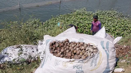 সিংড়ায় শতাধিক বস্তা শামুক-ঝিনুক জব্দ