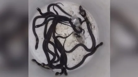 মিরসাইয়ে বসতঘর থেকে পদ্ম গোখরার বাচ্চা উদ্ধার