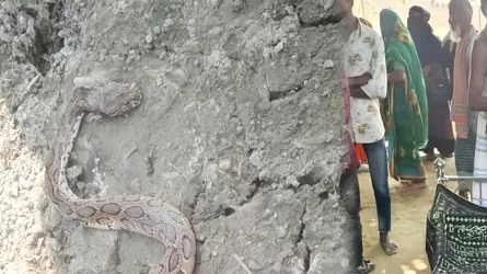 কালুখালিতে রাসেলস ভাইপারের কামড়ে কৃষকের মৃত্যু