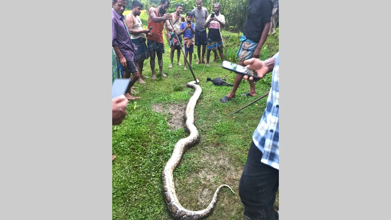 সাত ছাগল ‘চুরির’ পর ধরা খেল ‘চোর’ অজগর
