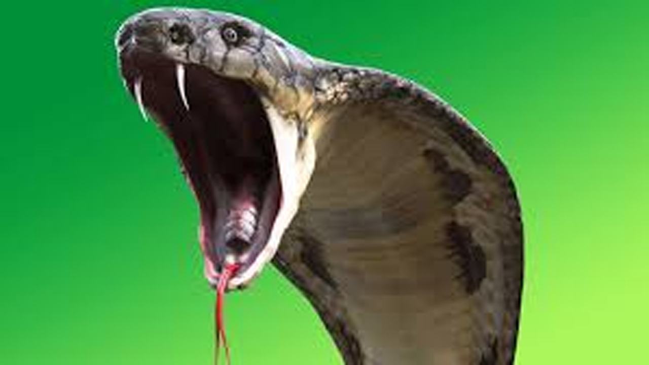 snake