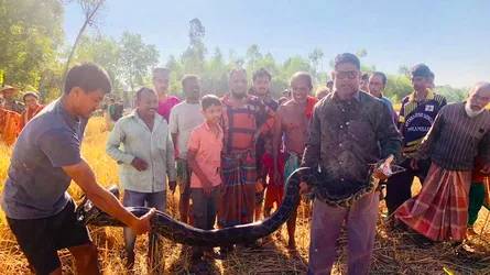 শ্রীমঙ্গলে অজগর আতঙ্ক : এক দিনে ২ অজগর উদ্ধার, সপ্তাহের ব্যবধানে ৫টি
