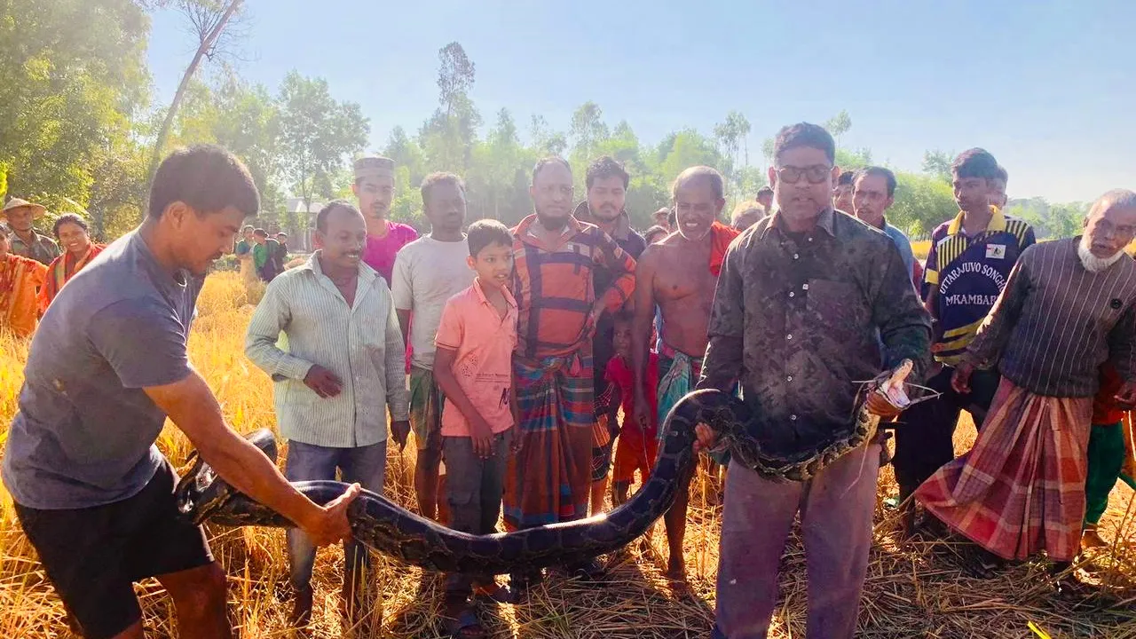 শ্রীমঙ্গলে অজগর আতঙ্ক : এক দিনে ২ অজগর উদ্ধার, সপ্তাহের ব্যবধানে ৫টি