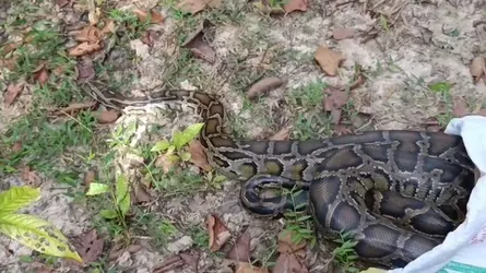 কুমিল্লায় ১২ ফুট লম্বা অজগর সাপ উদ্ধার