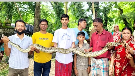 বোয়ালখালী থেকে আবারো বার্মিজ অজগর উদ্ধার