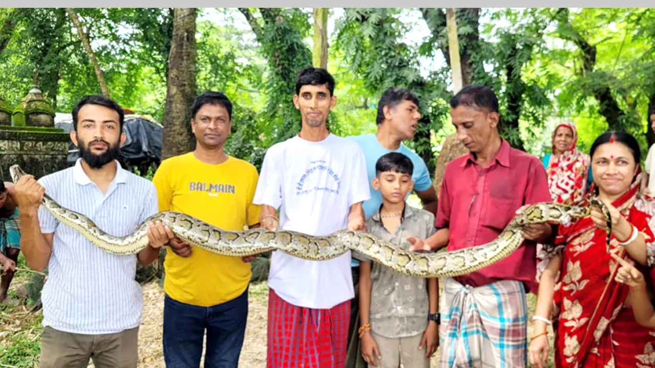 বোয়ালখালী থেকে আবারো বার্মিজ অজগর উদ্ধার