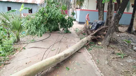 সোনাগাজীতে কালবৈশাখী ঝড়ে গাছপালা ভেঙে বিদ্যুৎ বিপর্যয়