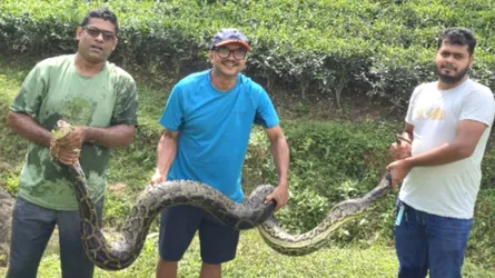 শ্রীমঙ্গলে ১২ ফুট লম্বা অজগর উদ্ধার