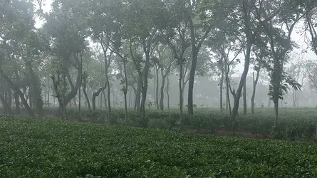 শ্রীমঙ্গলে ২৪ ঘণ্টায় ১৩৩.৬ মিলিমিটার বৃষ্টিপাতের রেকর্ড