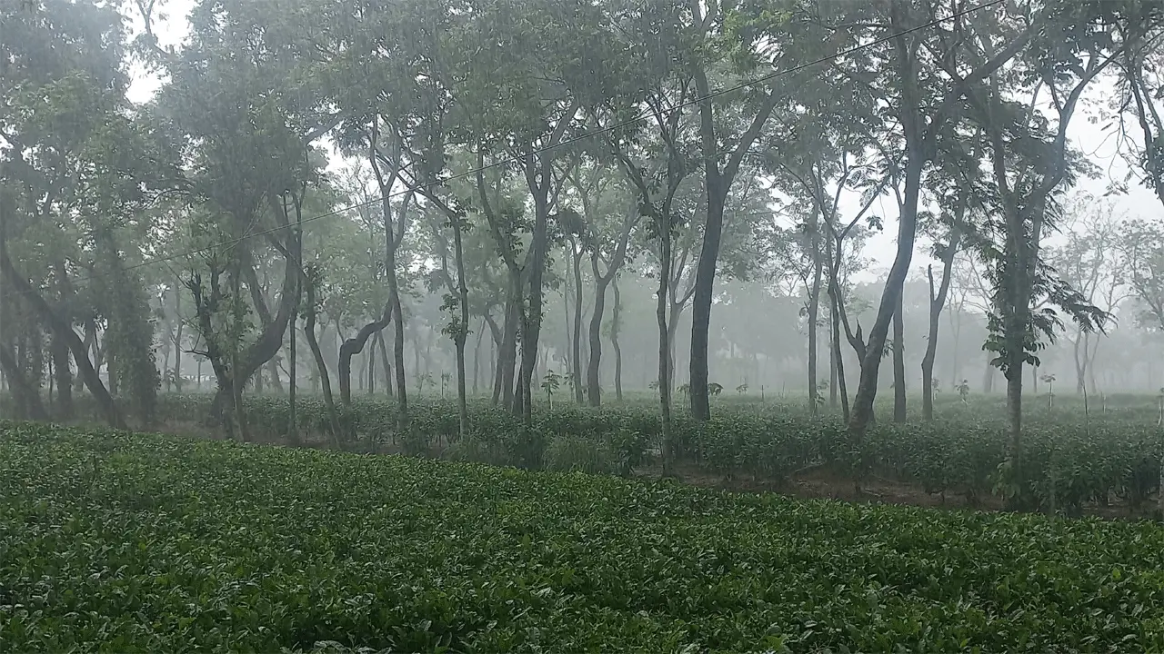 শ্রীমঙ্গলে ২৪ ঘণ্টায় ১৩৩.৬ মিলিমিটার বৃষ্টিপাতের রেকর্ড
