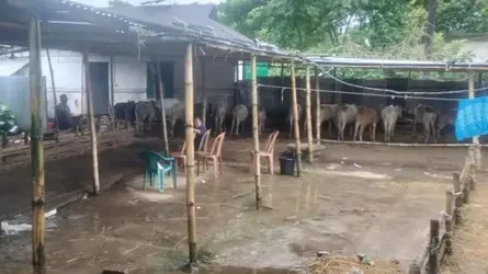 সুনামগঞ্জে এগ্রোফার্মের আড়ালে চোরাই গরুর বাণিজ্য