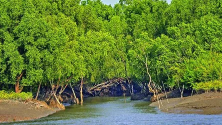সুন্দরবনে নোনা পানির নিচে মিঠা পানির সন্ধান