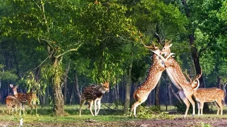 সুন্দরবনে প্রবেশে ৩ মাসের নিষেধাজ্ঞা
