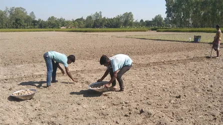 সৈয়দপুরে আগাম আলু চাষে ব্যস্ত চাষিরা