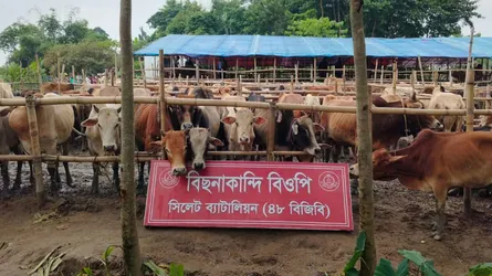 সিলেট সীমান্তে গরু-মহিষের বড় চোরাচালান জব্দ