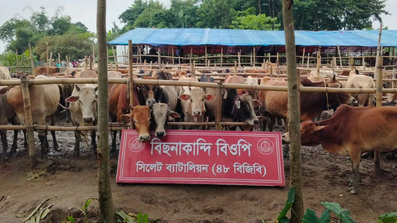 সিলেট সীমান্তে গরু-মহিষের বড় চোরাচালান জব্দ