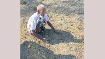 হরিরামপুরে তীব্র সার সঙ্কট, কৃষকের ফসল উৎপাদন ব্যাহত