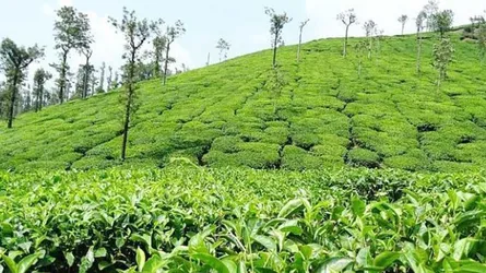 চা পাতা তুলতে গিয়ে ঘরে ফেরা হলো না মীরা হাজরার