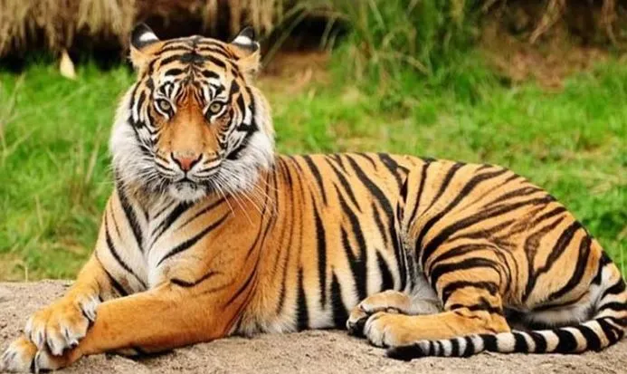 বাঘ সংরক্ষণে চোরা শিকারিদের কোনো ছাড় নয়