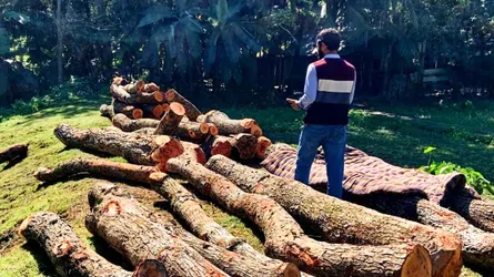 নেত্রকোনায় রাস্তার ধারের সরকারি গাছ কেটে নিল বিএনপি নেতা, থানায় মামলা