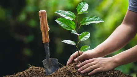 বৃক্ষরোপণ, খাল খনন ও বর্জ্য ব্যবস্থাপনায় লক্ষ্যমাত্রা পূরণ