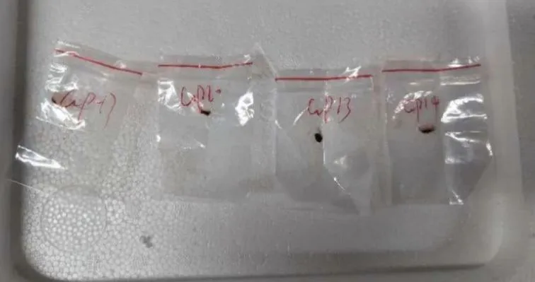 যুক্তরাষ্ট্রে বিষাক্ত ছত্রাক পাচারের অভিযোগে চীনা বিজ্ঞানীর বিরুদ্ধে মামলা
