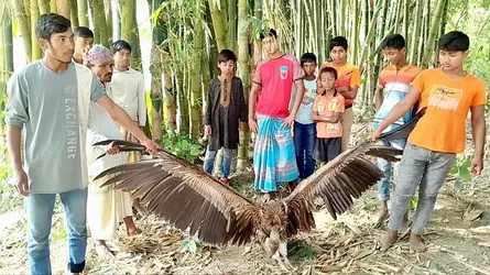 ফুলবাড়ীতে বিরল প্রজাতির শকুন উদ্ধার