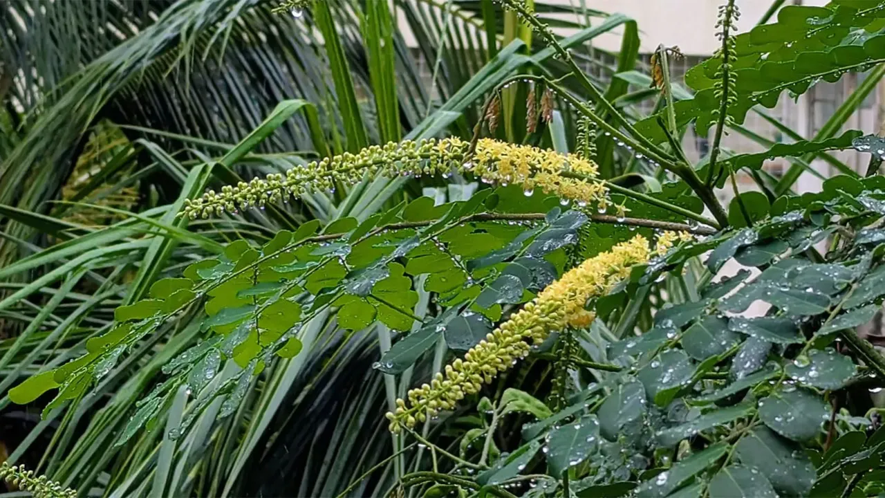 রাতভর বৃষ্টিতে ঢাকার বাতাসে উন্নতি