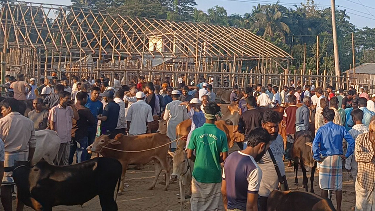 আনোয়ারায় কোরবানির আগাম জমে উঠছে পশুর হাট