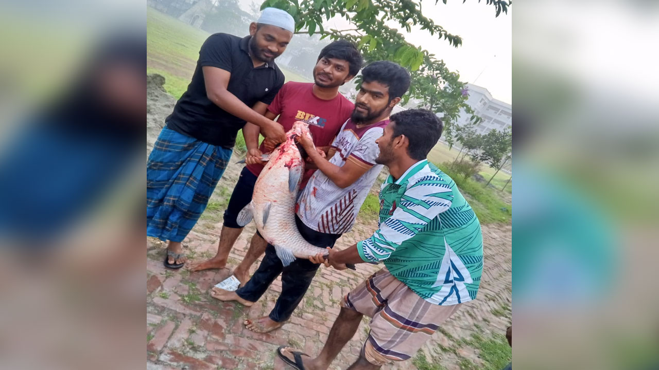 পাবিপ্রবির লেকে ২০ কেজি ওজনের দৈত্যাকার মাছ ধরা পড়েছে
