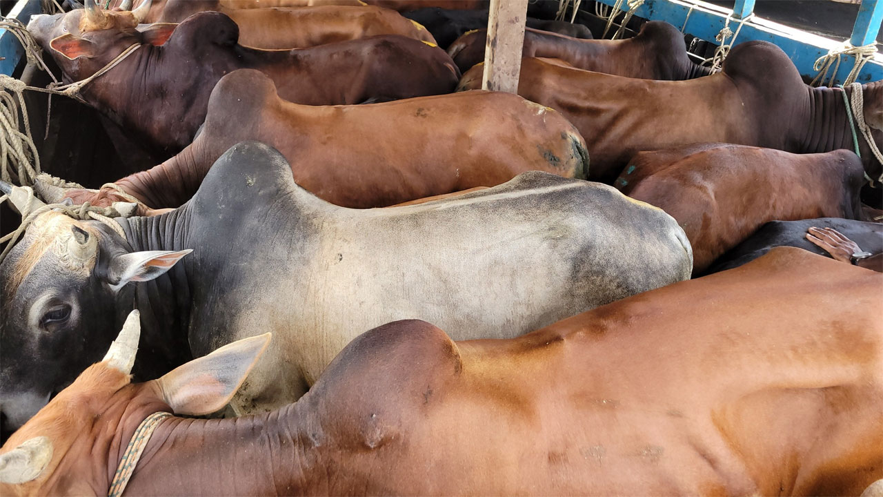রাঙ্গামাটির পাহাড়ি গরু