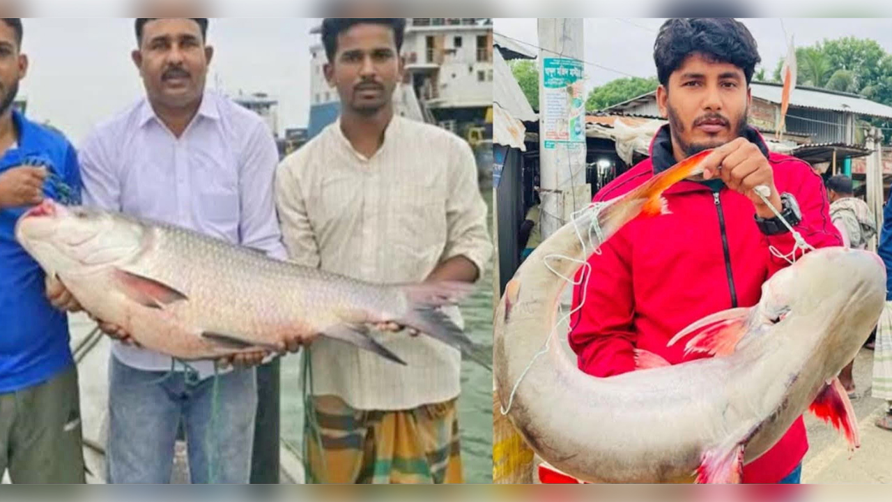 রাজবাড়ীতে পদ্মার কাতল ও পাঙাশ ৫৯ হাজার টাকায় বিক্রি