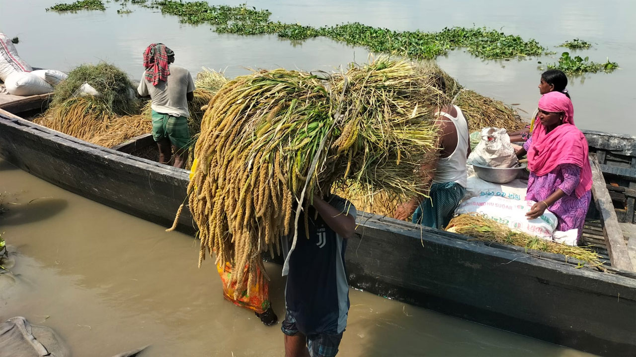 নৌকায় করে বাড়িতে কাউন নিয়ে যাচ্ছে কৃষকরা