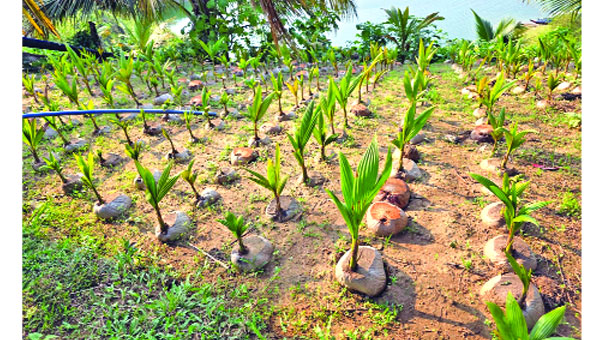 দেশের নতুন ফলভাণ্ডার হয়ে উঠছে পার্বত্য চট্টগ্রাম