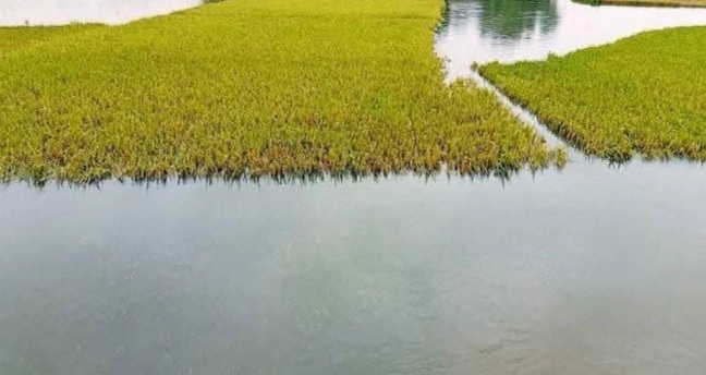 কৃষকদের দ্রুত ধান কেটে উঁচু স্থানে সংরক্ষণের পরামর্শ দেয়া হচ্ছে