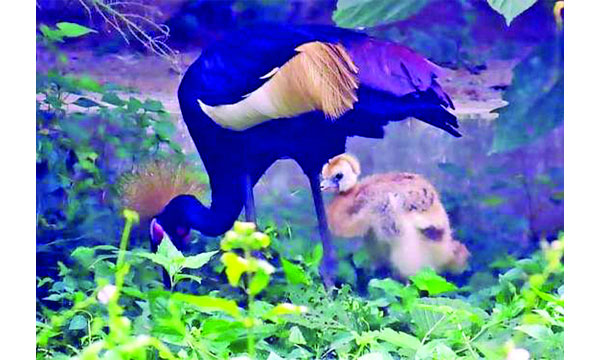 গাজীপুর সাফারি পার্কে প্রথমবার ছানার জন্ম দিলো উগান্ডার জাতীয় পাখি