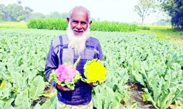 চাটমোহরে রঙিন ফুলকপি চাষে বিঘায় লাখ টাকা আয় কৃষকের