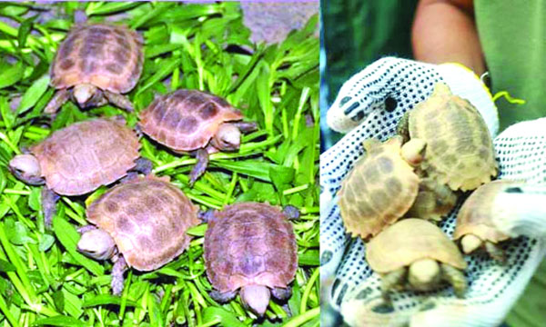 চট্টগ্রাম চিড়িয়াখানায় জন্ম নেয়া বিরল প্রজাতির পাহাড়ি কাছিমের ৫ বাচ্চা :  নয়া দিগন্ত
