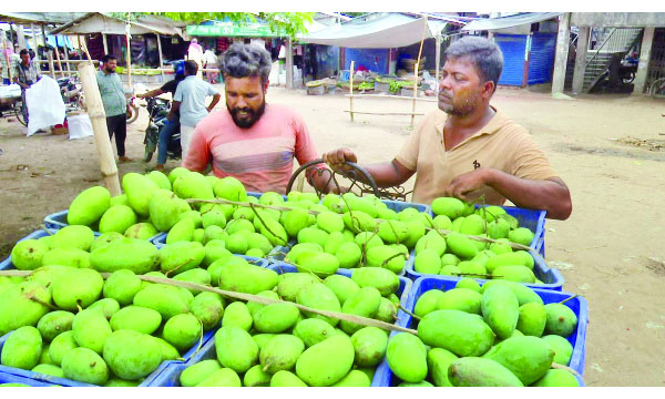 জ্যৈষ্ঠের প্রথম দিনেই রাজশাহীতে আম নামানোর উৎসব শুরু
