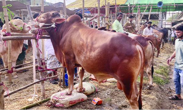 এবারো চট্টগ্রামবাসীর পছন্দের শীর্ষে রেড চিটাগাং ক্যাটল