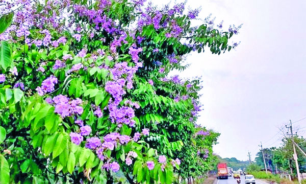 সড়কের পাশে নজর কাড়ছে মন রাঙাচ্ছে জারুল