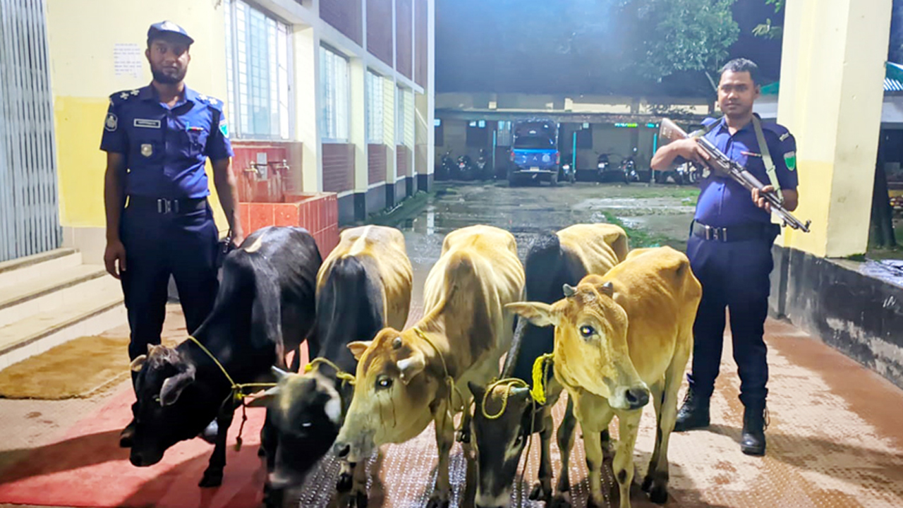 কোম্পানীগঞ্জ থানায় জব্দকরা ভারতীয় গরু