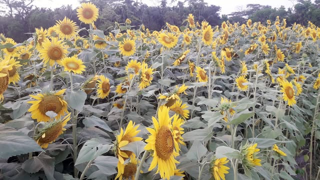 তজুমদ্দিনে সূর্যমুখীর বাম্পার ফলন