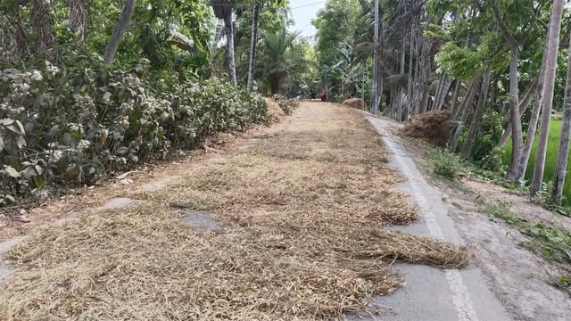 সড়কে ফসল মাড়াই