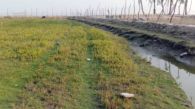 বনবিভাগের নার্সারী