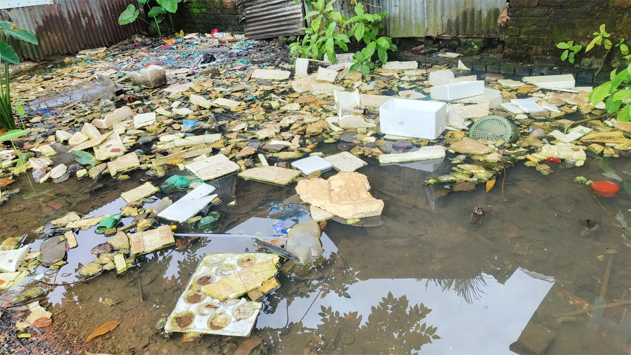 পৌর এলাকায় জমা পানিতে এডিস মশার লাভা