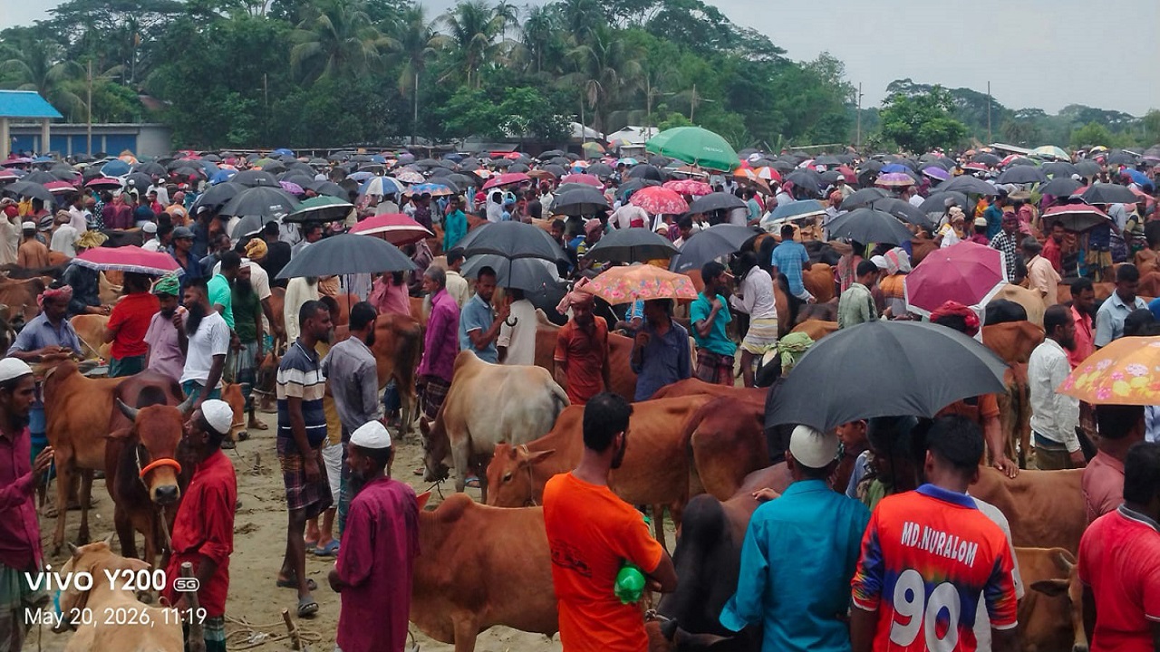 বরগুনার আমতলীর বাজারে গরুর চাহিদা ও দাম বেশি