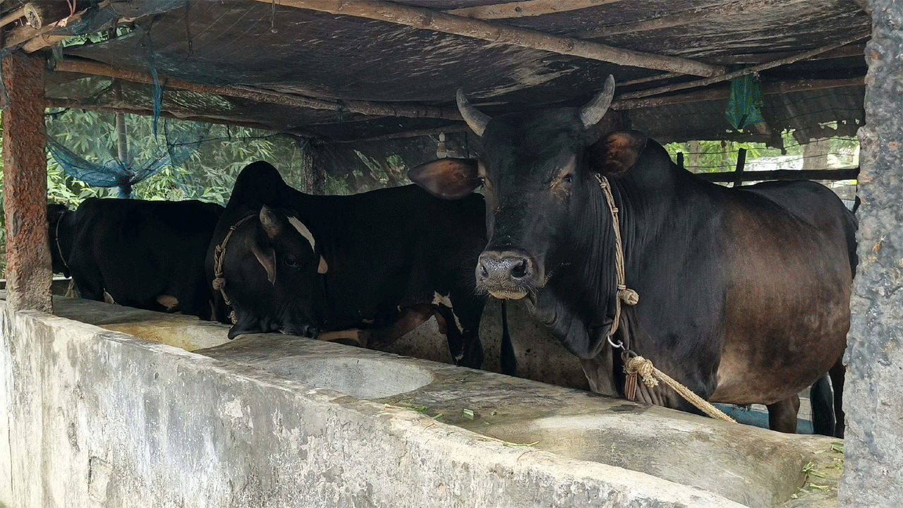 কোরবানির গরু
