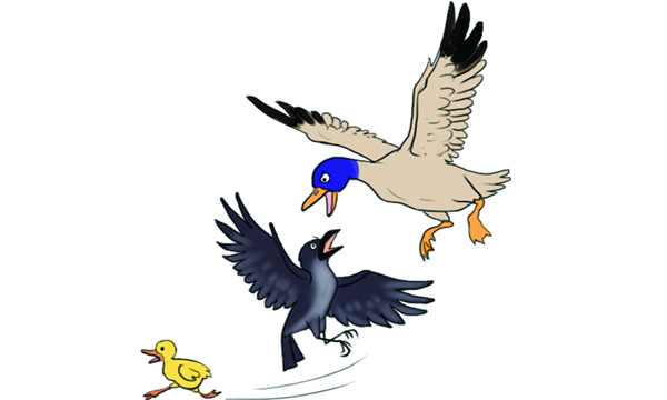 হাঁসের ছানা দুরন্তপনা